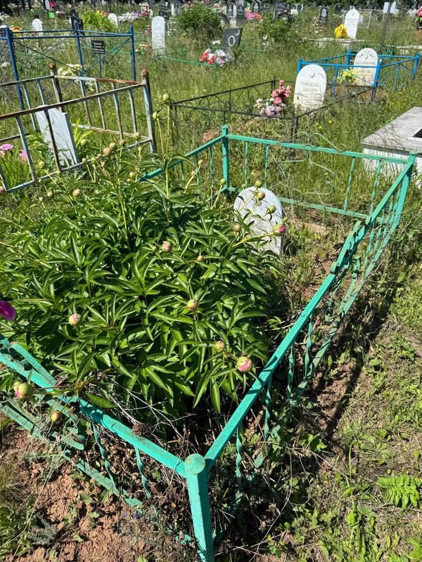 Фото надгробия: Зарипова Назия Ибрагимовна