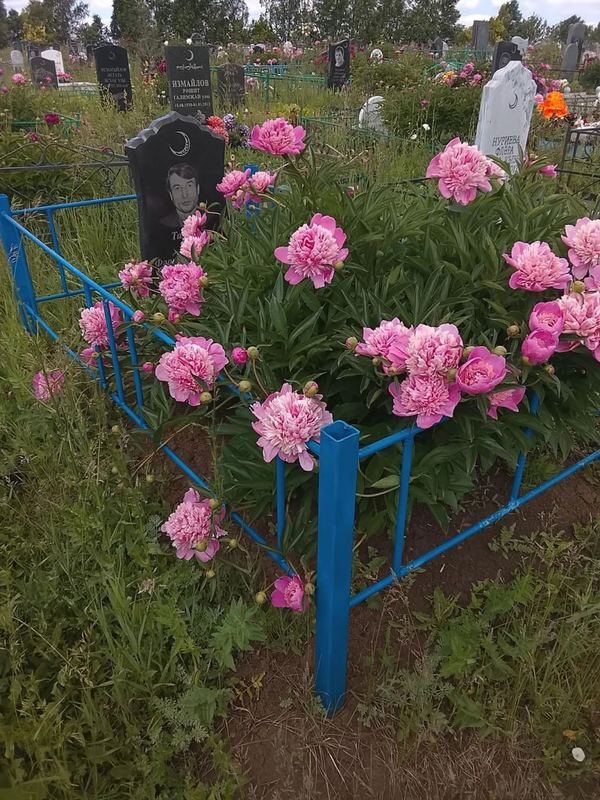 Фото надгробия: Талипов Анис Фаррахетдинович