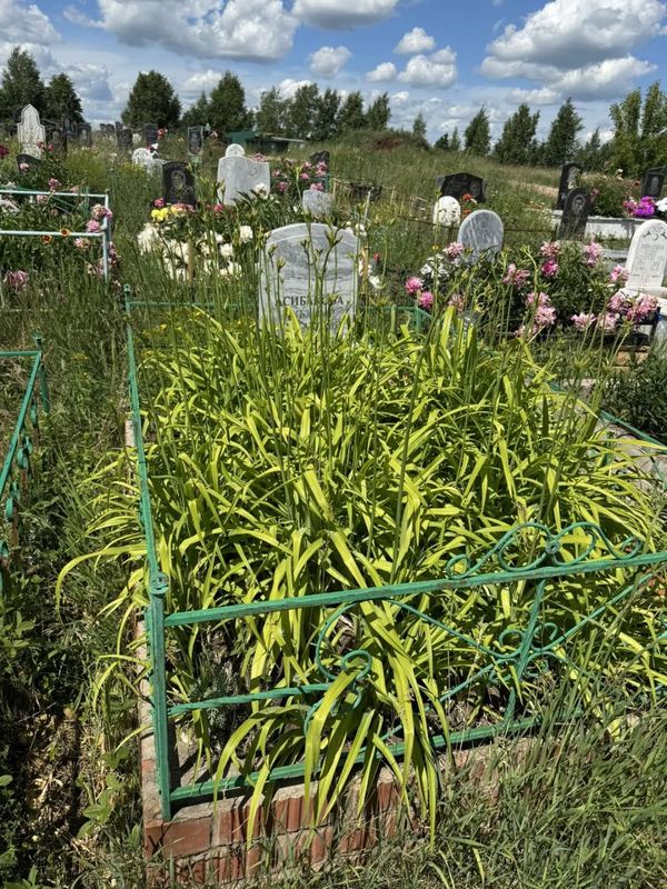 Фото надгробия: Асибакова Иклима Султангалиевна