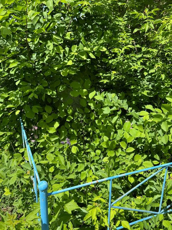 Фото надгробия: Хикматуллина Мурзия Мухаметшакировна