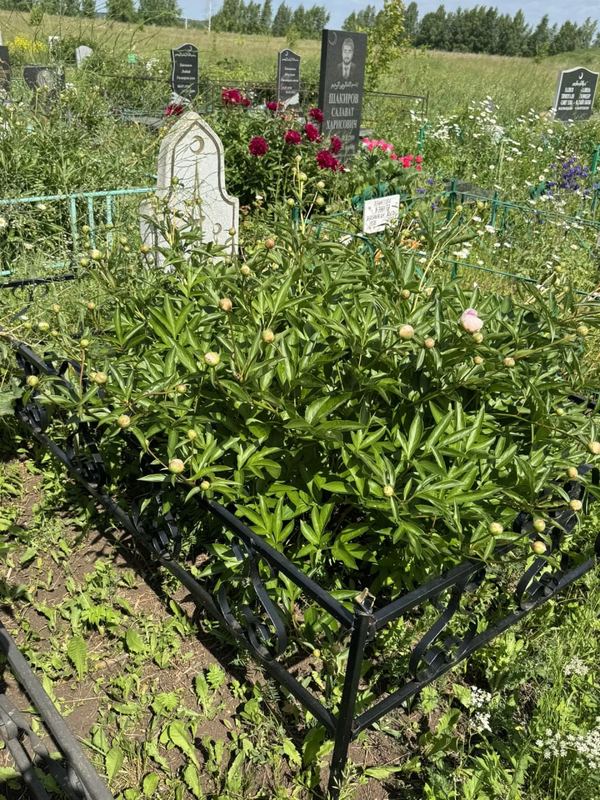 Фото надгробия: Хафизов Ильдус Вахитович
