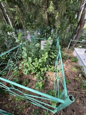 Галиева Миляуша Робертовна