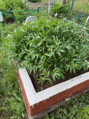 Шангирова Шикбика Каримовна