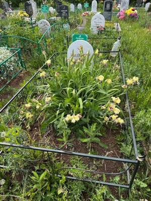 Андреева Венера Юрьевна