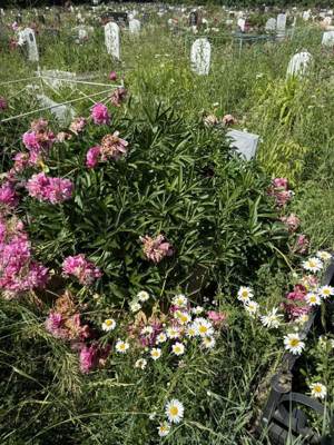 Халиуллина Альфия Габдулловна