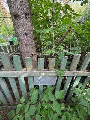 Валиева Камал Таниевич